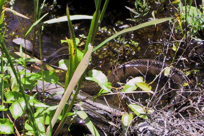 Cottonmouth which guards the approach from the east.
