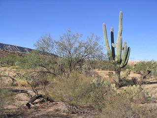 #1: West view, a big saguaro