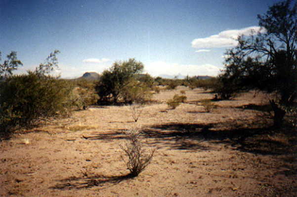 Looking north along the riverbed