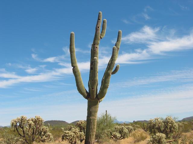 Saguaro with Cholla cacti