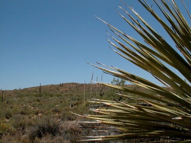 Looking east toward the confluence, which is to the left of the yucca plant