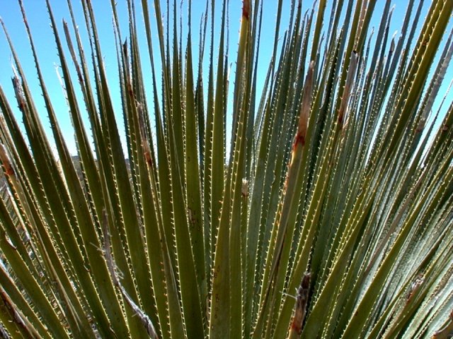 A yucca plant with backlit spiny leaves
