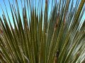 #5: A yucca plant with backlit spiny leaves