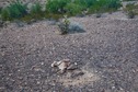 #5: The confluence point lies in a stony, sparsely-vegetated desert