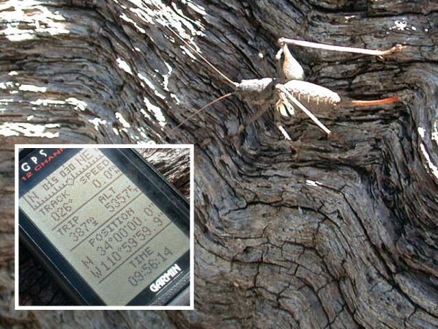 A grasshopper at the confluence, with GPS proof