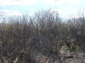 #4: View South (of the thicket where the confluence point lies)