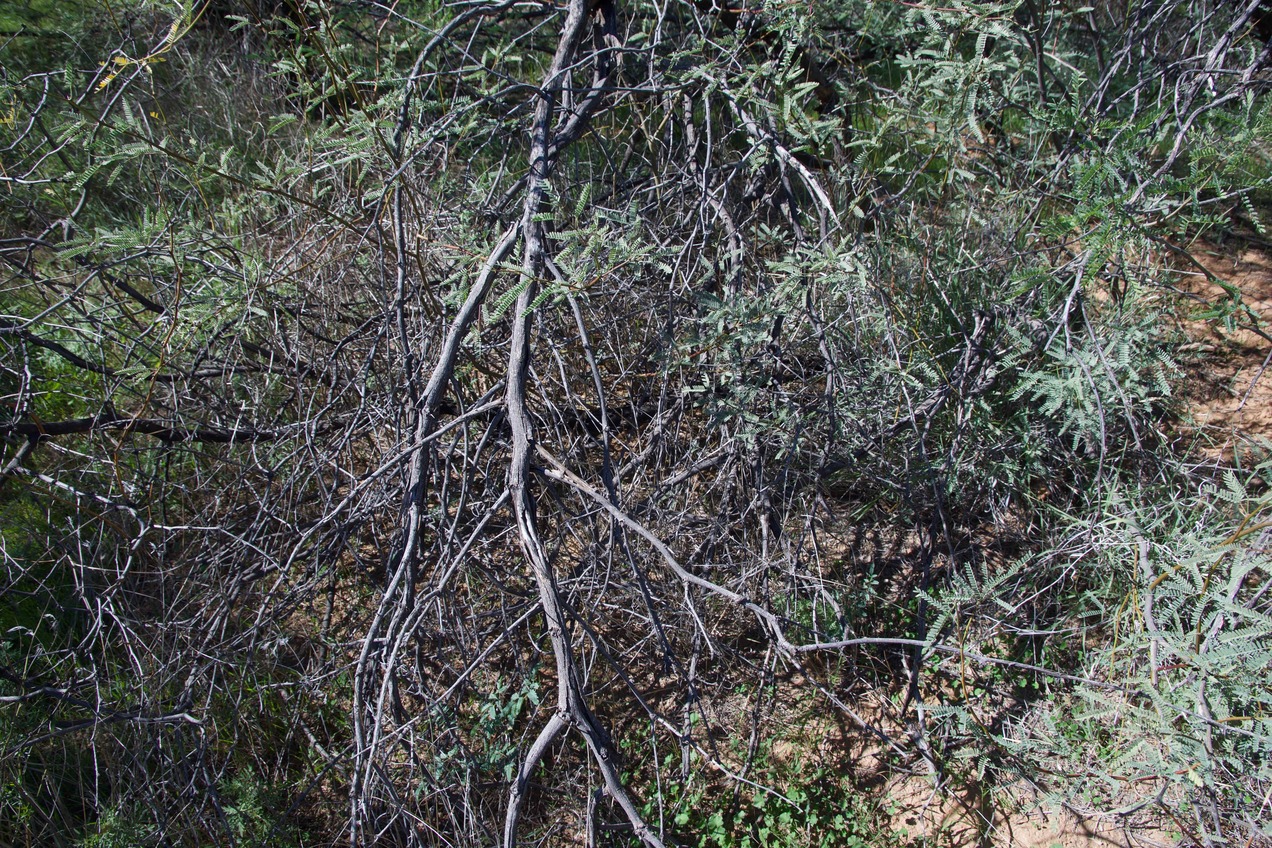 The confluence point lies in this cluster of thorny bushes