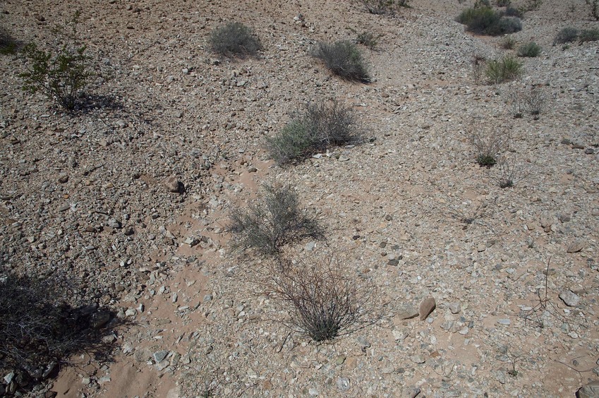 The confluence point lies in a small indentation, in a thinly-vegetated patch of desert