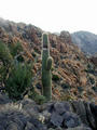 #2: Heart of Darkness with cactus