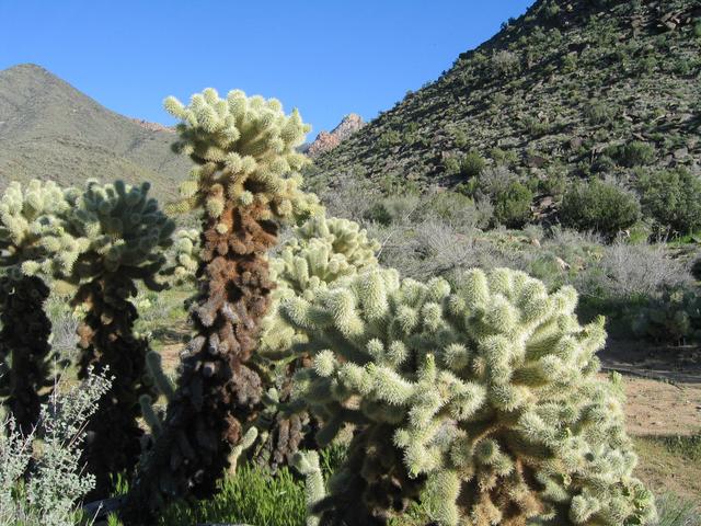 Vibrant cholla cactus passed on way back down