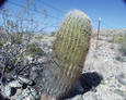 #3: barrel cactus