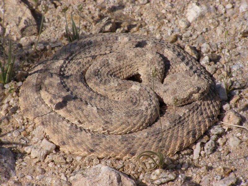 Sleeping (?) rattlesnake