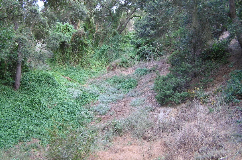 The steep, loose, and thorny slope up to the confluence, looking west about 100 meters east of the confluence point.
