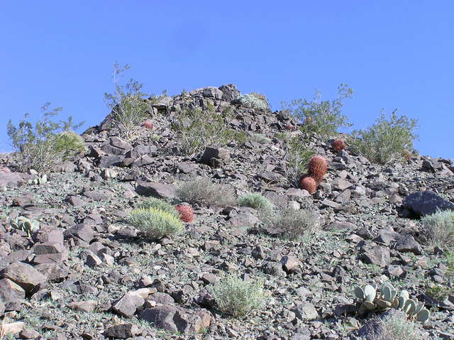 View east (up a nearby hill, showing several cactus)