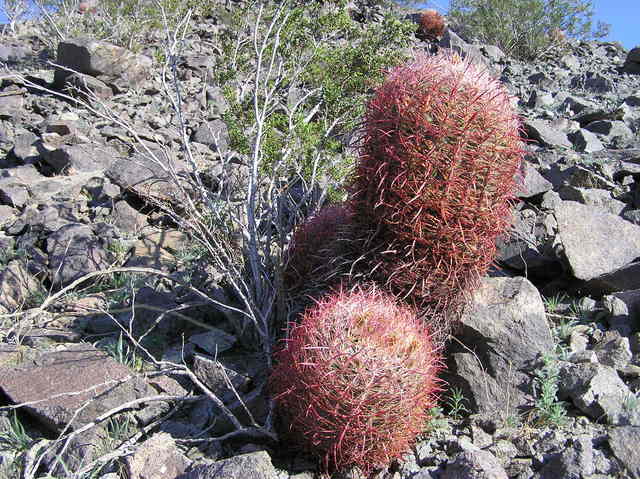 A closeup view of cactus growing on the hillside, east of the confluence point