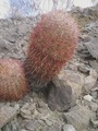 #7: The barrel cactus SE of confluence