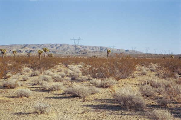 A view from the confluence point (with Joshua Trees nearby)
