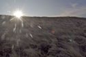 #5: View West (up the hillside, into the late afternoon sun)