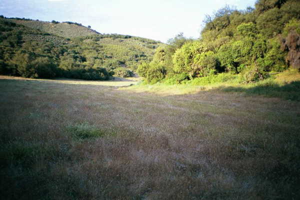 A meadow leading to the confluence point (which is just off the left of this photo)