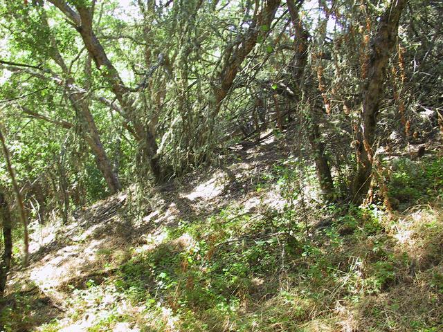 Picture of the confluence.  I got all zeros just past the patch of Poison Oak in the foreground.