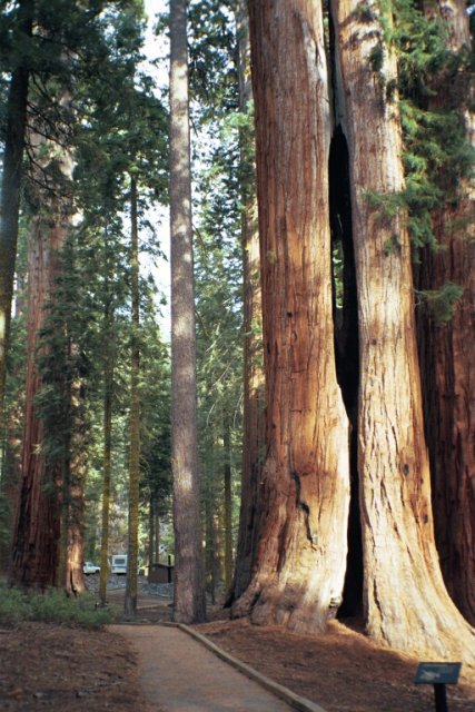The 'McKinley Grove' of Giant Sequoias - just 6 miles from the confluence