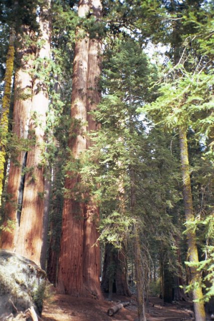 More Giant Sequoias