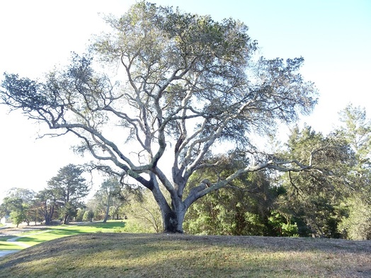 #1: Sycamore Tree on the De Laveaga Golf Course