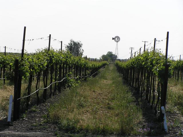 Vineyard 6 kilometers south of the confluence.