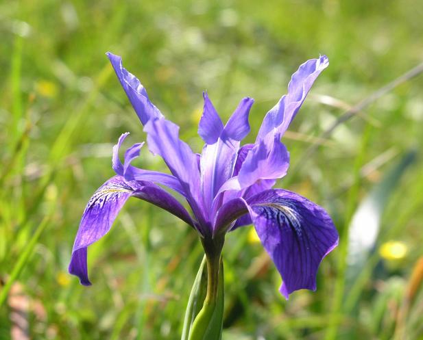 An Iris growing exactly on the confluence