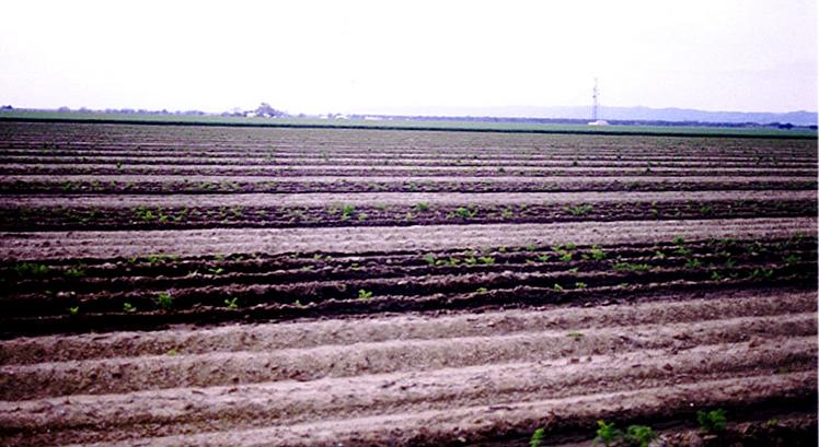 View south across the carrot field
