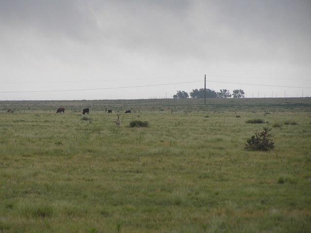 Deer and cattle in this view from the confluence to the northeast.