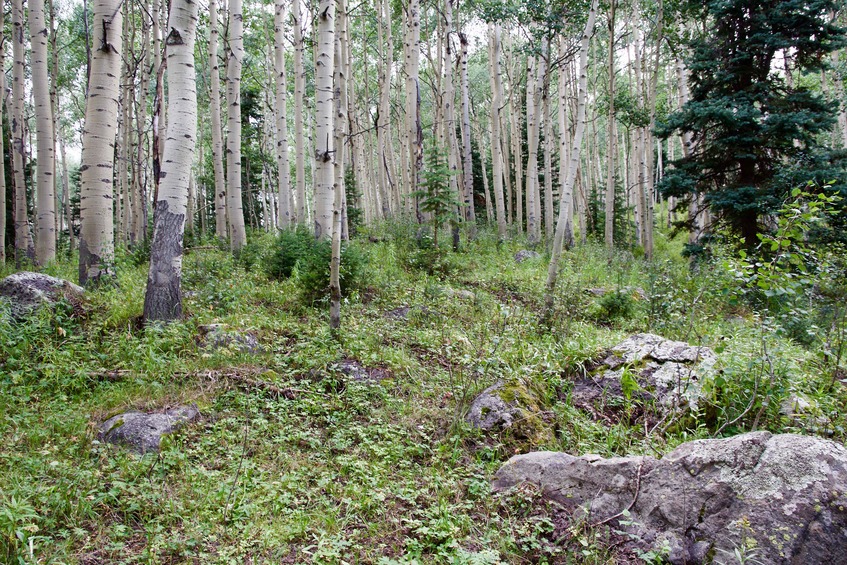 The confluence point lies in a grove of Aspen trees, next to a hiking trail