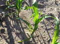 #7: Young corn and bare soil at confluence site.