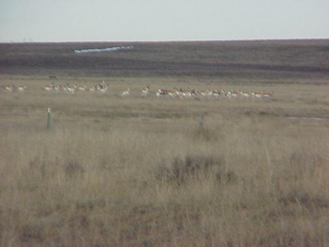 View to the northeast from the confluence, showing antelope.
