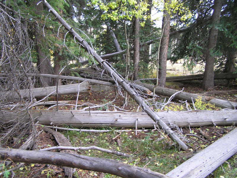 Fallen logs in the view to the southeast from the confluence made for an interesting confluence dance.
