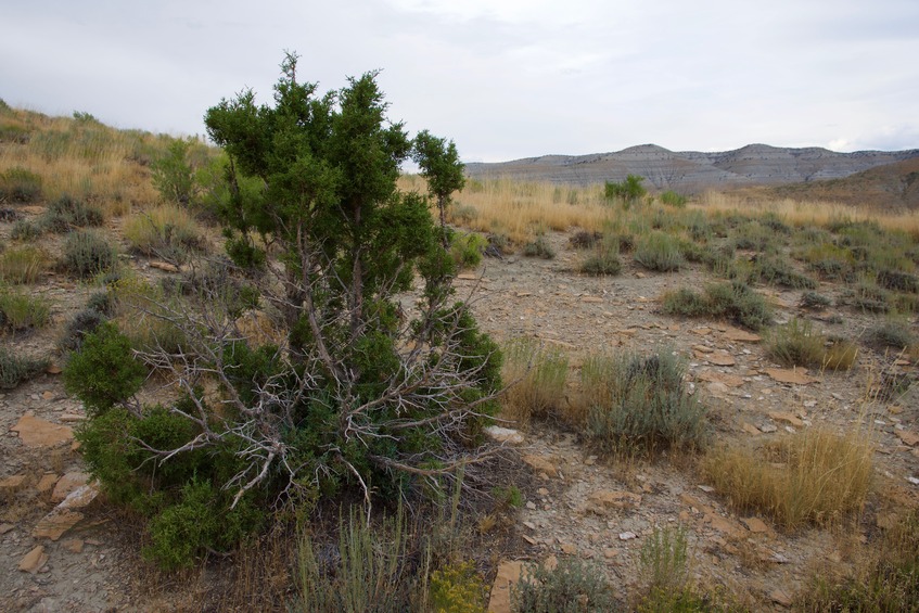 The confluence point lies next to this bush, atop a ridge, 0.3 miles west of Cottonwood Creek Road
