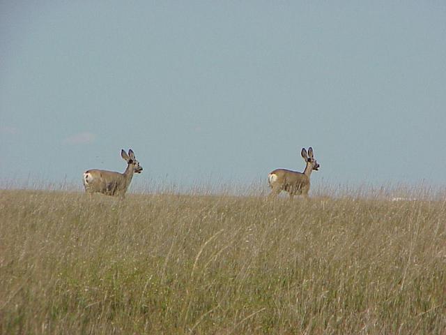 Antelope about 800 meters to the west of the confluence, running from Colorado to Nebraska.