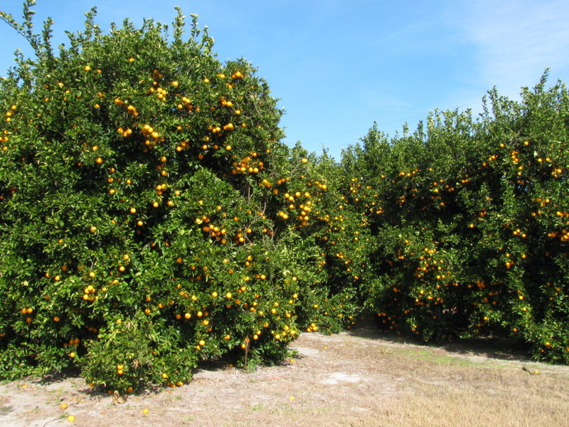 Nearby orange groves