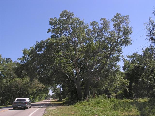 Very old & big trees along Hwy 301
