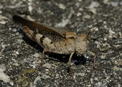 #8: Grasshopper