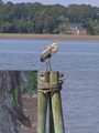 #10: A heron and a squirrel in the vicinity of the Confluence