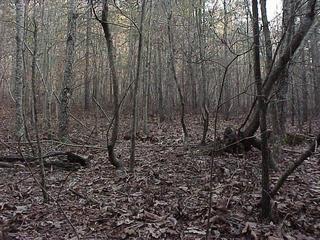 #1: Confluence site in Georgia forest, looking south.
