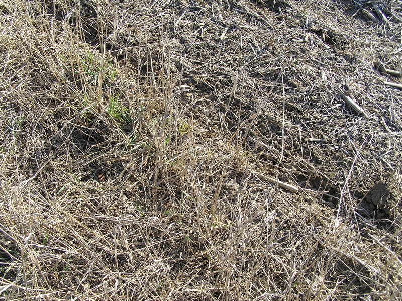 Ground cover at the edge of a cornfield at the confluence site.