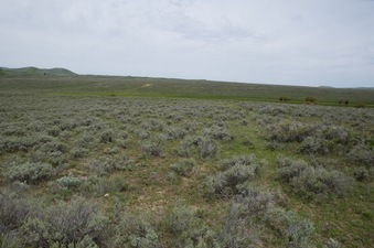 #1: The confluence point lies atop an old road cut, in sagebrush.  (This is also a view to the North.)