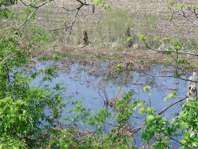 looking at the slough (northwest)