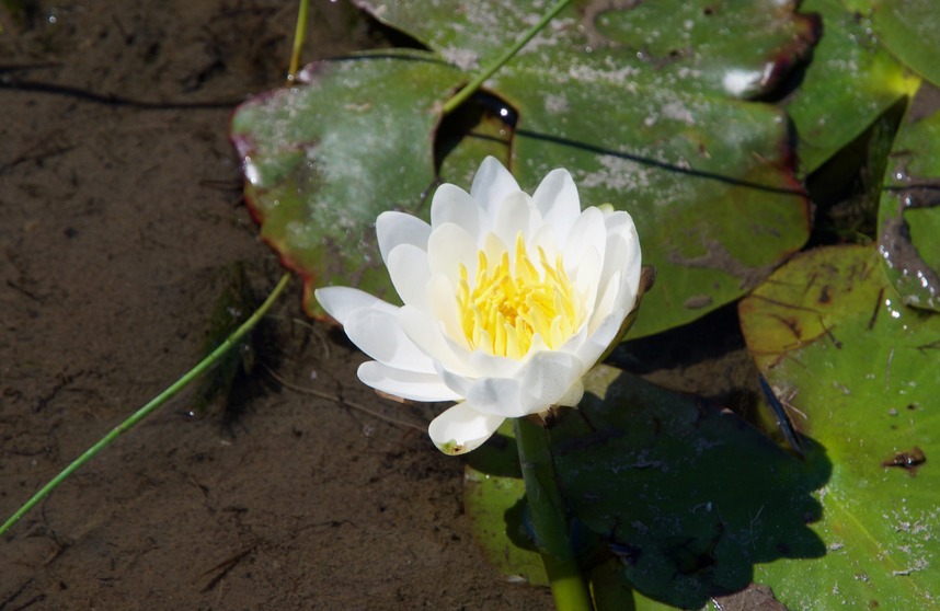 A water lily flower near the edge of the pond 