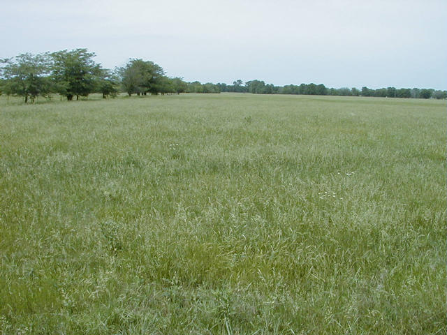 Grazing field, facing north, 37N 95W about 60 meters in the center of the picture.