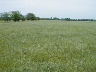 #1: Grazing field, facing north, 37N 95W about 60 meters in the center of the picture.
