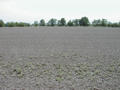 #5: Facing south, the plowed field.