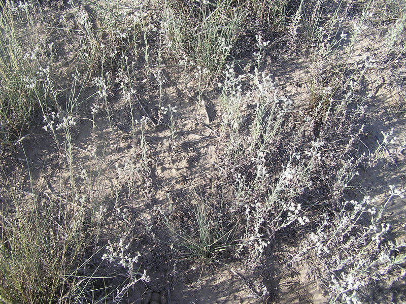 Field of Sneezes:  Ground cover at the confluence point.